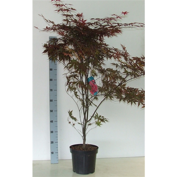 <h4>Acer palmatum 'Red Emperor' P26 Full CC</h4>