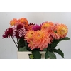 Dahlia Gemengd in fust