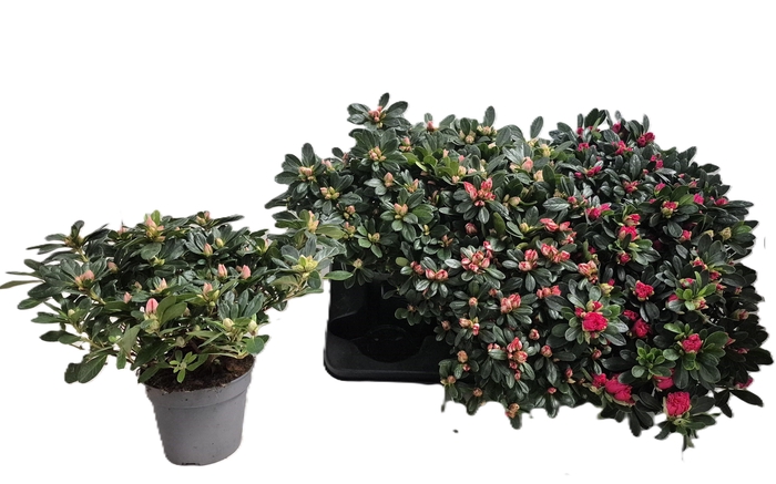 <h4>RHODO SI GEM</h4>