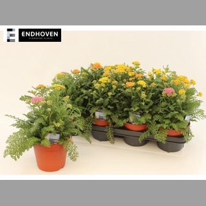 ACHI MILLEFOLIUM