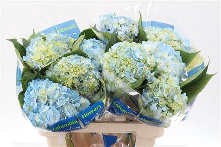 <h4>Hydrangea Blauw</h4>