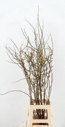 <h4>CHAENOMELES JAPONICA PINK 080CM</h4>