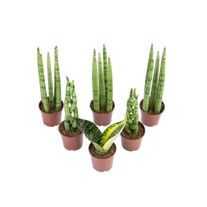 SANSEVIERA MINI MIX P06