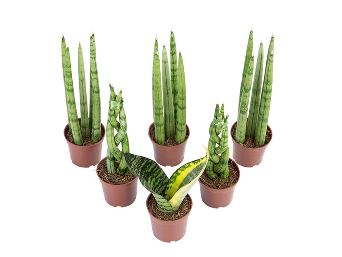 <h4>SANSEVIERA MINI MIX P06</h4>