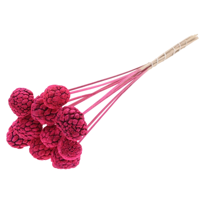 <h4>Atta Fruit on stem Intense Cerise</h4>