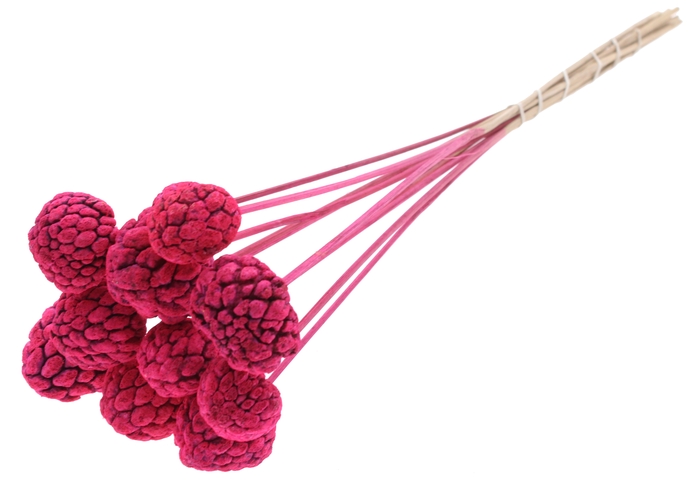 Atta Fruit on stem Intense Cerise