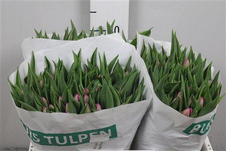 <h4>Tu En Sugar Prince</h4>