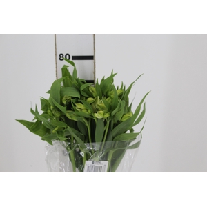 ALSTROEMERIA WHITNEY 080 CM