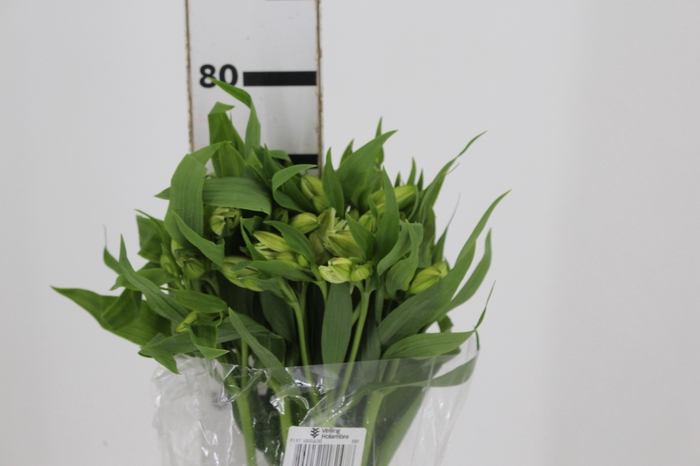 ALSTROEMERIA WHITNEY 080 CM