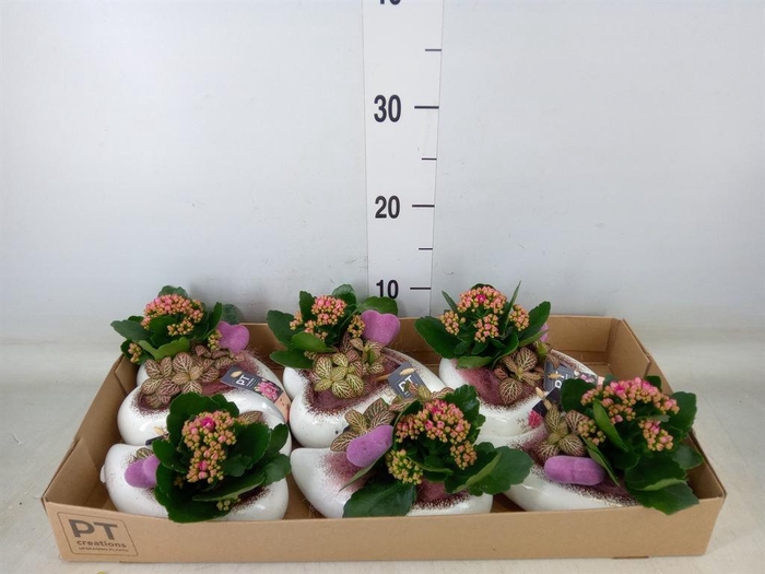 <h4>Arr.    Planten  L%</h4>