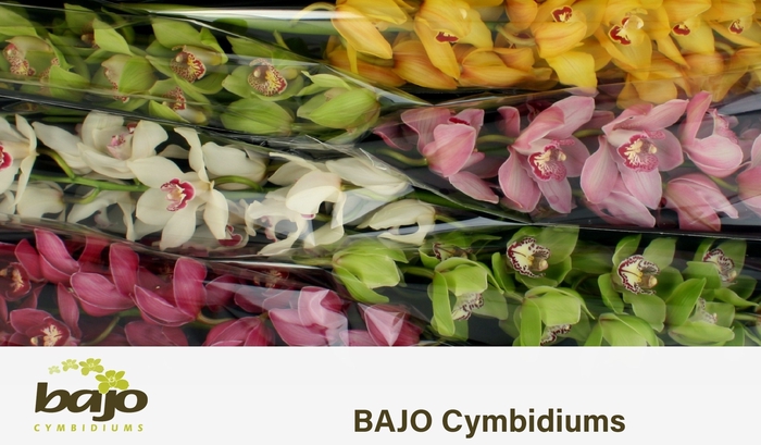 <h4>CYMB T GEM</h4>