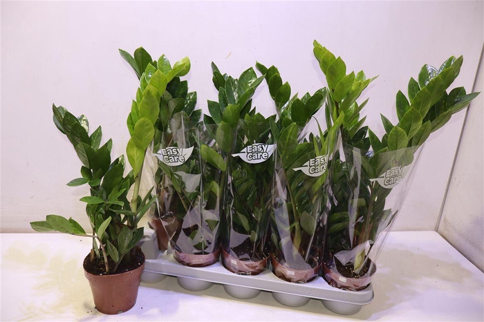 <h4>Zamio Zamiifolia</h4>