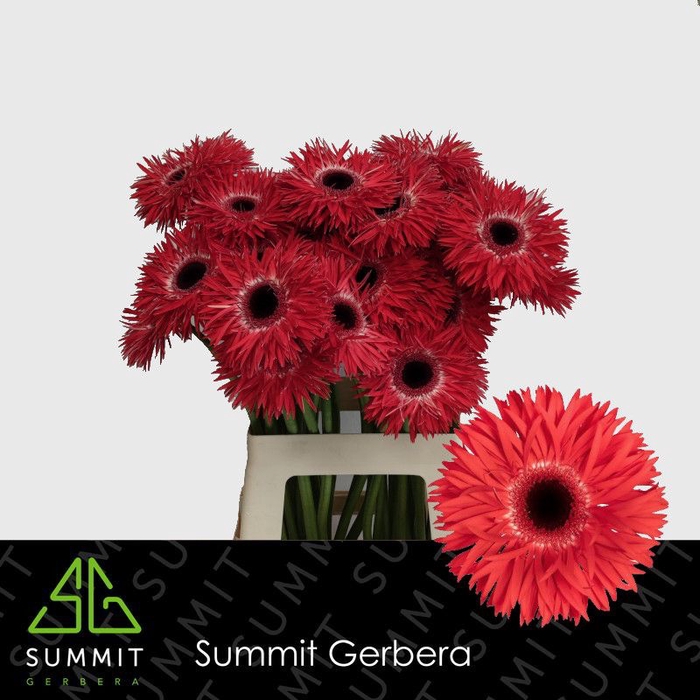 <h4>Gerbera Spider Katie Lang Gelijk 56cm Water x40</h4>