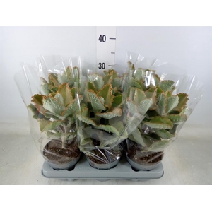 Kalanchoe NF beharensis