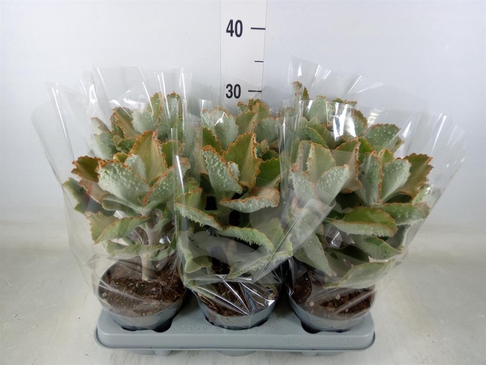 <h4>Kalanchoe NF beharensis</h4>