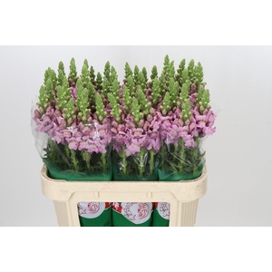 Antirrhinum Potomac Lavender