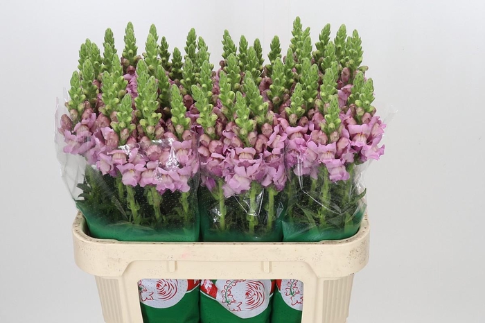 <h4>Antirrhinum Potomac Lavender</h4>