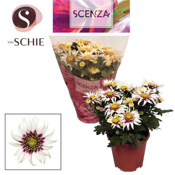 <h4>Chrysanne® Anemona White/Purple SCENZA</h4>