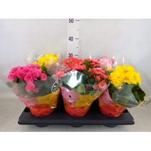 Begonia elat. DU   ...mix