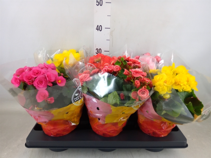 <h4>Begonia elat. DU   ...mix</h4>