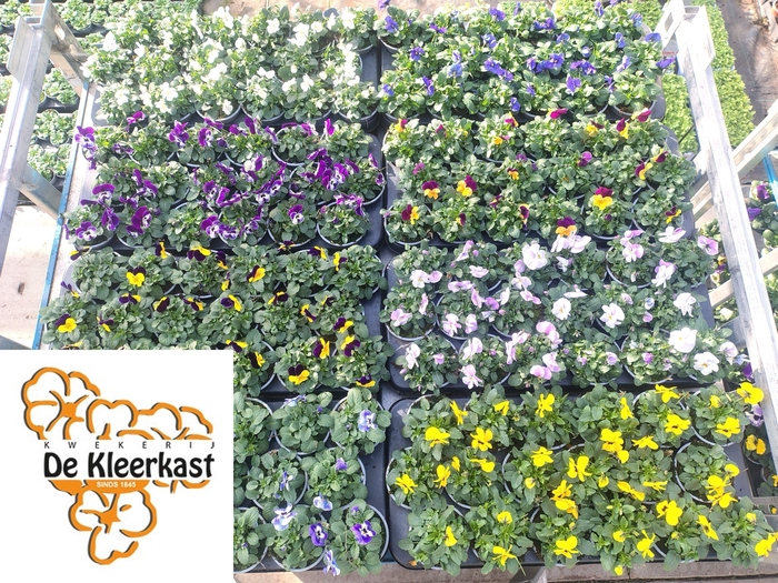 <h4>VIO CO MIXK</h4>