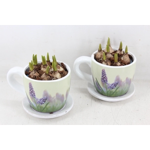 arr4 Muscari JS - Floral kop/schotel x6