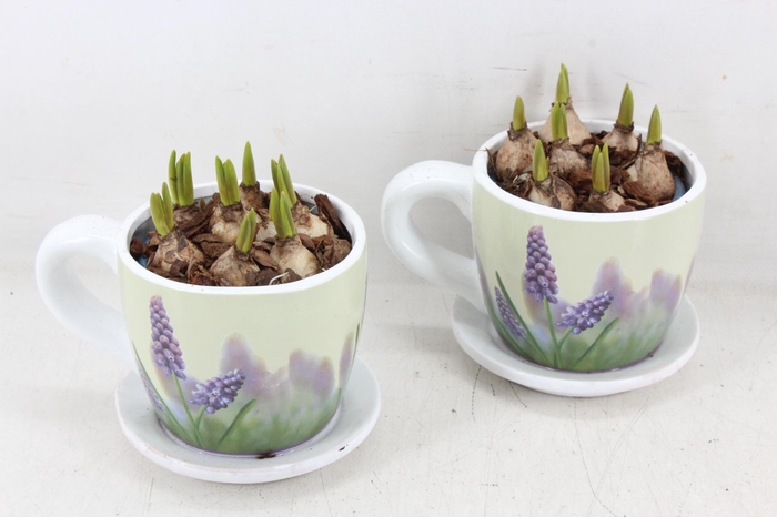 <h4>arr4 Muscari JS - Floral kop/schotel x6</h4>