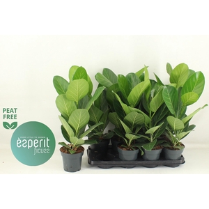 FICUS BENG AUDREY