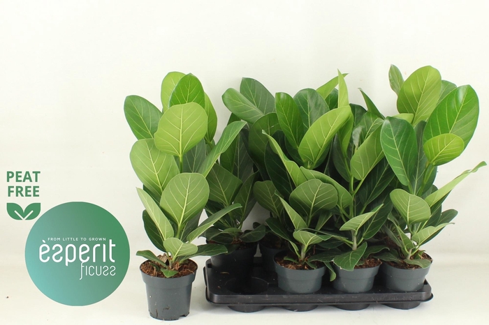<h4>FICUS BENG AUDREY</h4>