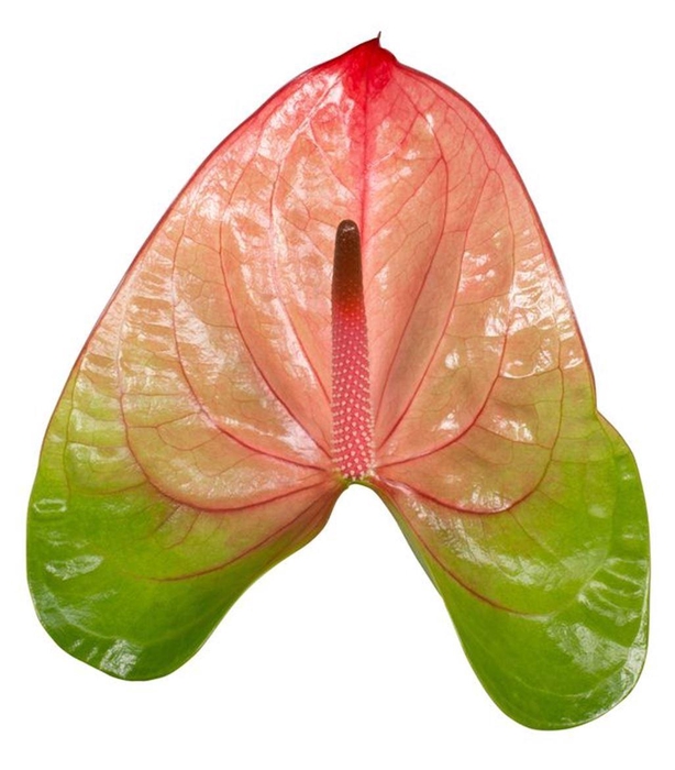 <h4>Anth A Licosa</h4>