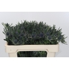 Eryngium Magical Blue Lagoon