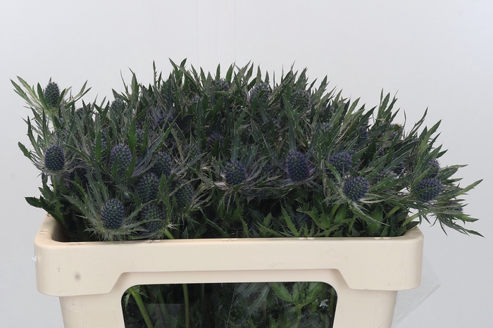 Eryngium Magical Blue Lagoon