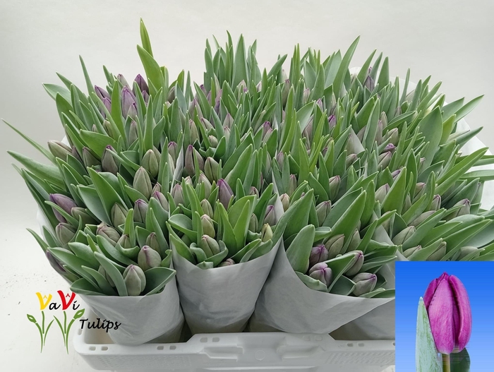 <h4>TU EN BULLIT</h4>