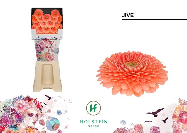 <h4>Germini Pomponi Jive Diamond</h4>