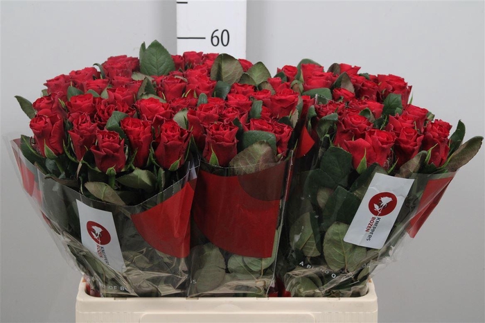 <h4>R Gr Red Tacazzi+</h4>