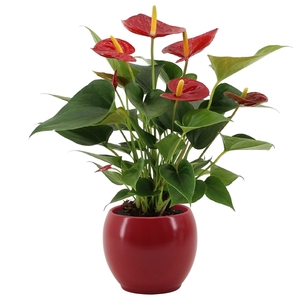 Anthurium Diamond Red in Bombay ceramics