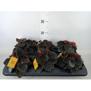 Peperomia