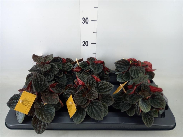 <h4>Peperomia</h4>