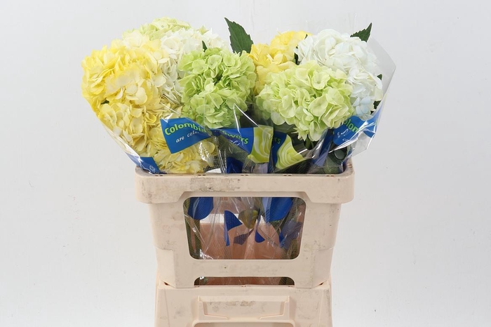 <h4>Hydr Spring Mix</h4>