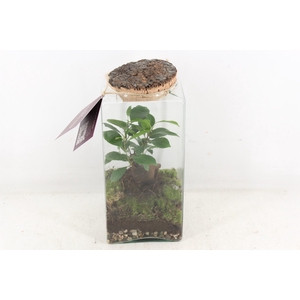 arr3 WR - Terrarium Eris