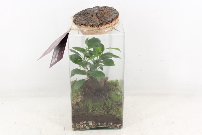 <h4>arr3 WR - Terrarium Eris</h4>