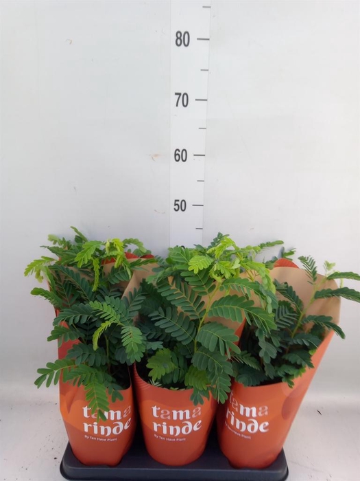 <h4>Tamarindus indica</h4>