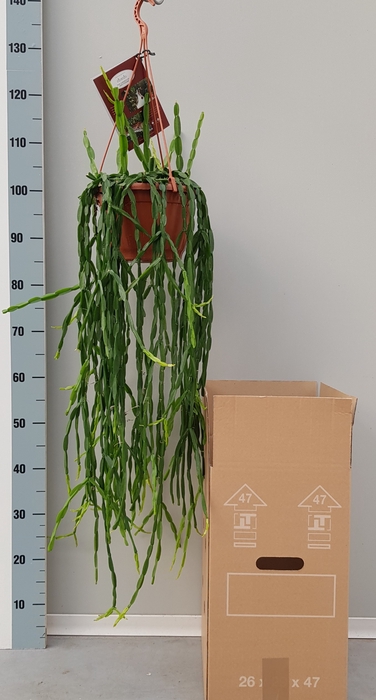 <h4>RHIPSALIS PARADOXA</h4>