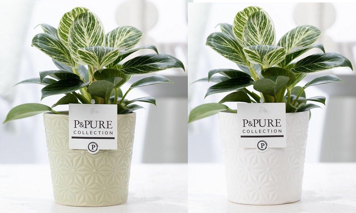 <h4>Philodendron White Wave in P&PURE Juliette ceramics ass.2</h4>