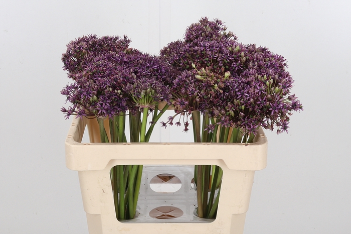 <h4>Allium Miami</h4>