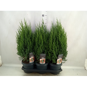 Juniperus chinensis 'Stricta'