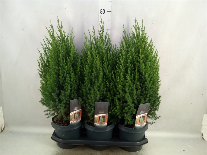 <h4>Juniperus chinensis 'Stricta'</h4>