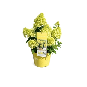 Hydrangea pan.
