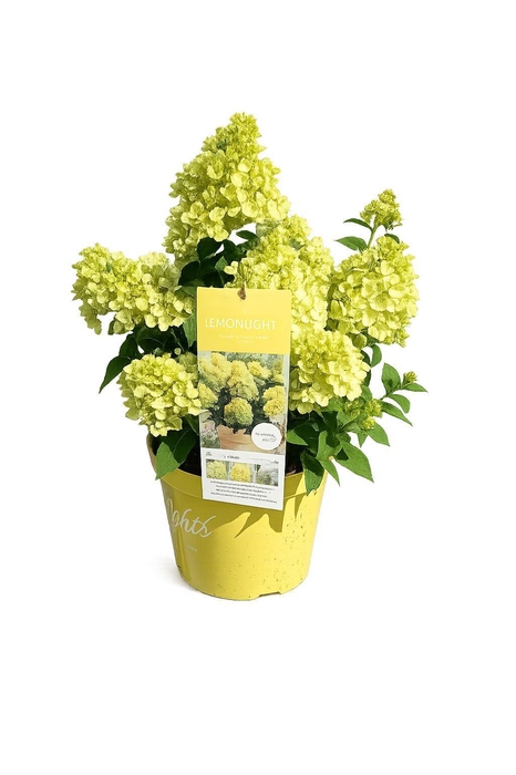 <h4>Hydrangea pan.</h4>