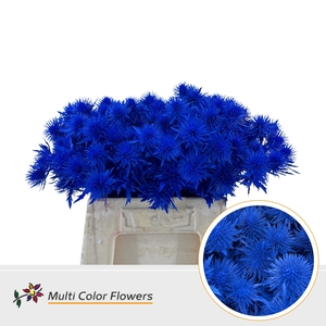 Eryngium Blauw Donker